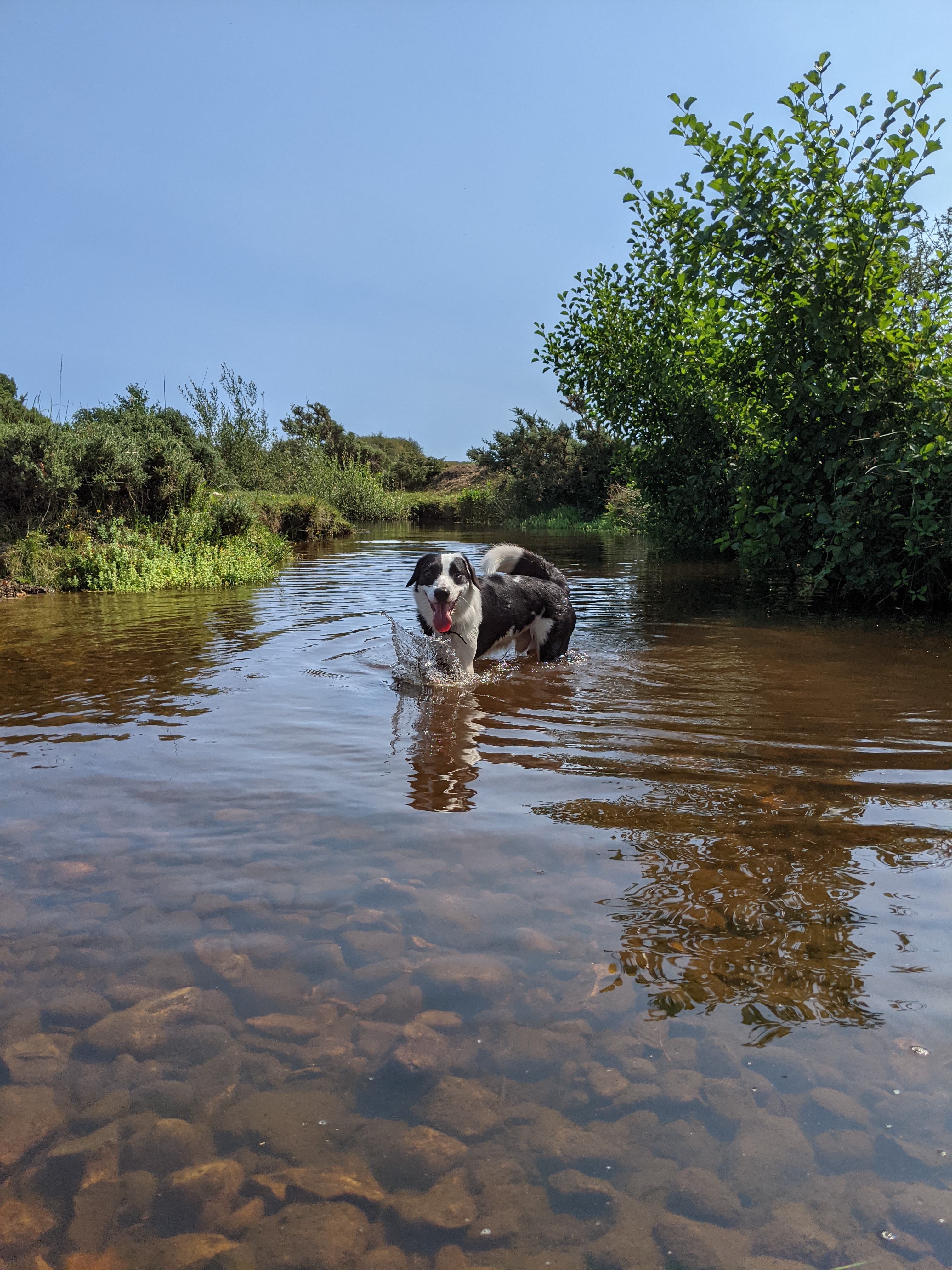 Dog in the river